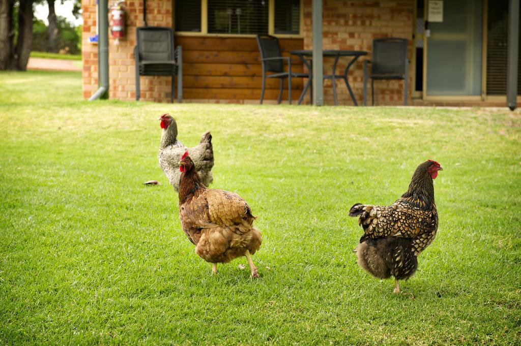Peppermint Brook Cottages Margaret River Esterno foto